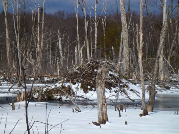 The view from Terrace Pond Photos by Pam Chergotis This is one of many beaver lodges in the wetland along the yellow trail. Beavers spend their winters sheltered in their lodges, which they build with mud and branches that they cut and drag to the site with their powerful teeth. The lodge's underwater entrances keep out other animals.