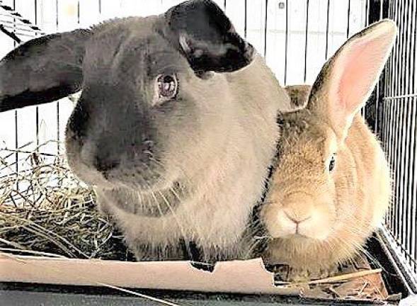Pets of the Week: Rabbit couple looking for permanent home