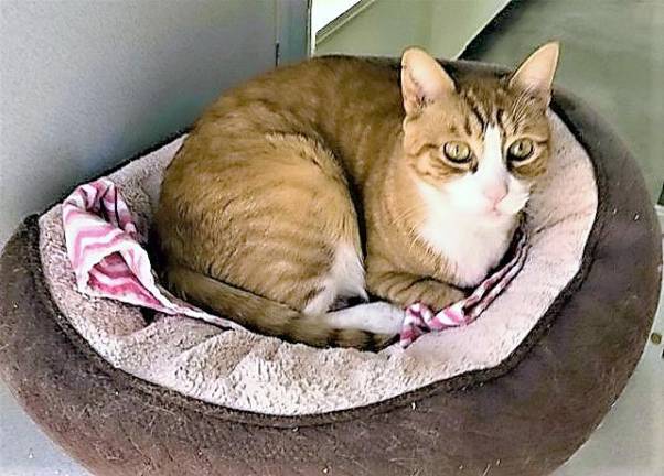 Pet of the Week: 'Reggie' Pet of the Week: 'Reggie'