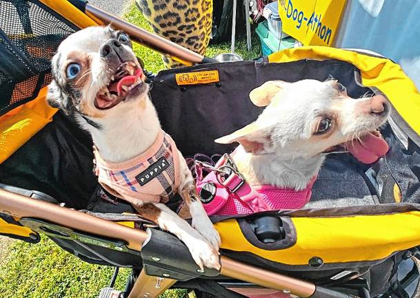 Dog Walk raises money for shelter Dog Walk raises money for shelter