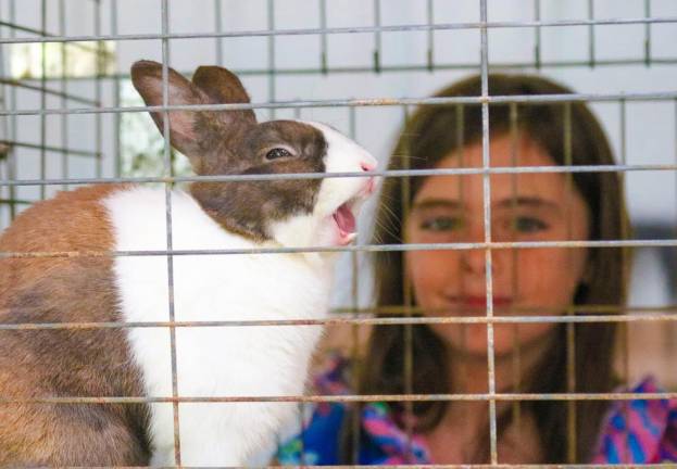 Mackenzie O'Keeffe, 10, says that although her bunny, Parker Jr, didn't win any ribbons, he did his best.