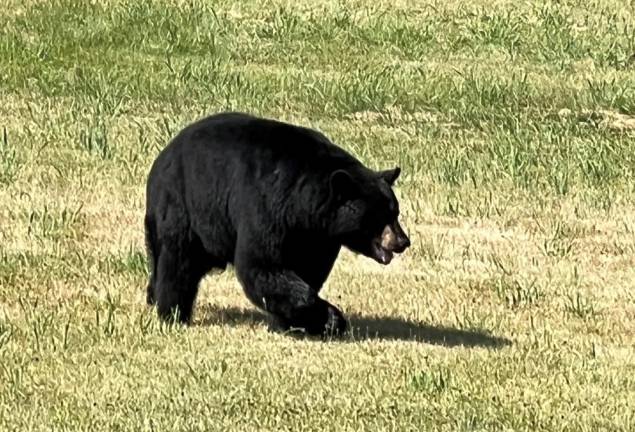 Locals bear with it This one was hanging out in Harriman. Photo submitted by Brian Nieves.