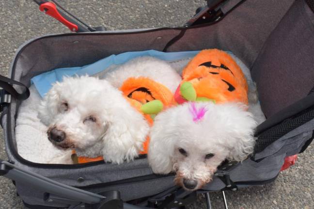 This pair was dressed as pumpkins.