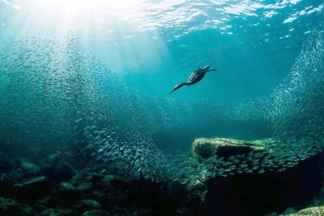 Warwick resident wins the National Audubon Society’s Grand Prize Photo award Joanna Lentini won the Audubon Society’s Grand Prize Photo award for this photo of a Double-crested Cormorant fishing underwater. “Joanna’s awe-inspiring image, taken in Mexico, truly took our judges’ breath away,” the Audubon Society said in its press release announcing the contest winners. “Joanna’s image brings this incredible bird, and the food source it depends on, to life.”