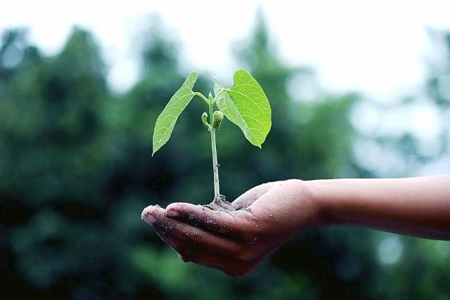 West Milford Township Library invites you to learn the tips and tricks to having an organic vegetable garden that won’t break your back or your bank through a virtual presentation on Wednesday, April 14, with environmental educator Virginia Lamb. Photo by Akil Mazumder from Pexels.