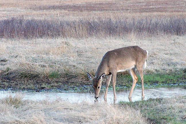 Public asked to be alert for EHD in deer The Division's Office of Fish and Wildlife Health and Forensics is asking those who are out in the fields and woods of New Jersey at this time of year to be alert for deer that may be affected by Epizootic Hemorrhagic Disease (EHD) and to report any suspected cases to the Division. This photo shows a white tailed deer. National Park Service photo by Bob Kuhns.