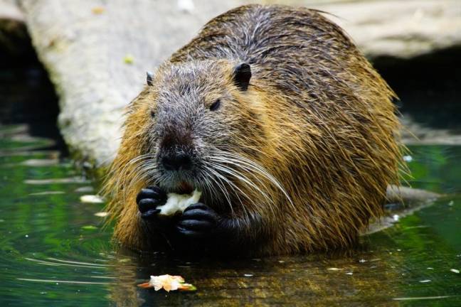 Hike to spot beavers tonight