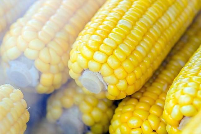 The good folks at the West Milford Farmers Market tell us that it’s officially sweet corn season and urged shoppers to stop by the Hope Cress Farm booth for sweet, fresh, Jersey corn. The market, sponsored by Sustainable West Milford, is open Wednesdays from 3 to 7 p.m. at the Presbyterian Church, 1452 Union Valley Road, West Milford (wmfarmersmarket.org). Photo illustration by NEOSiAM 2021 from Pexels