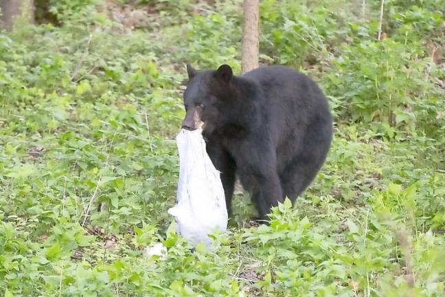 A black bear made his rounds along Annabelle Lane in Warwick, grabbing garbage bags out of containers left by the curb for next morning pick up. Photo by Robert G. Breese.
