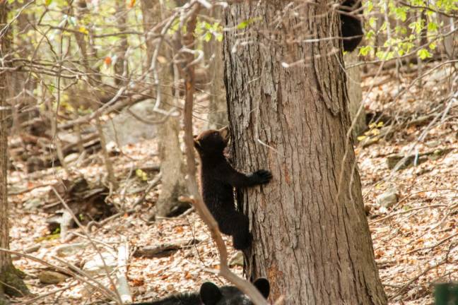 Locals bear with it A West Milford cub captured on camera by Don Wright.