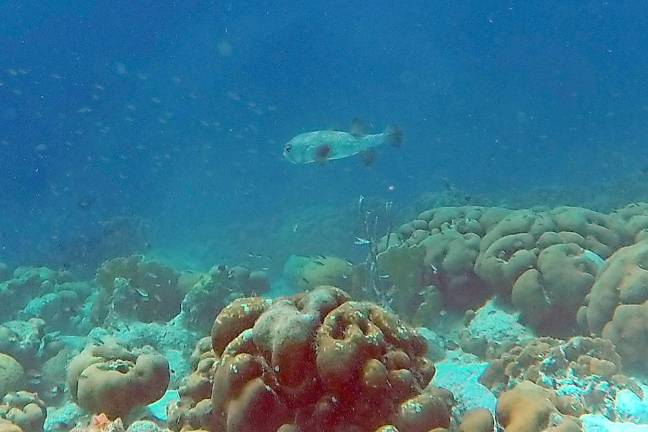 Porcupine fish