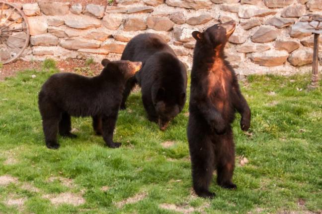Locals bear with it A mother and two cubs explore Don Wright’s backyard in West Milford.