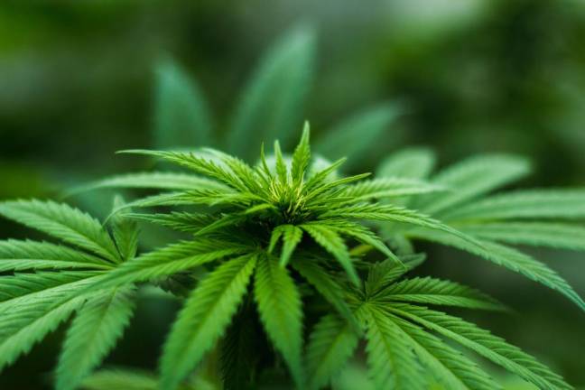 West Milford supports the cannabis industry Cannabis plant. Photo by Michael Fischer from Pexels.
