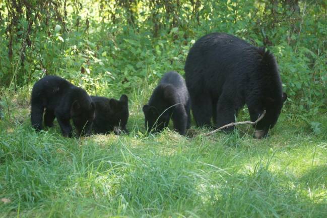 Locals bear with it Photographer Michael O’Rourke caught a photo of this mama bear with her cubs in West Milford.