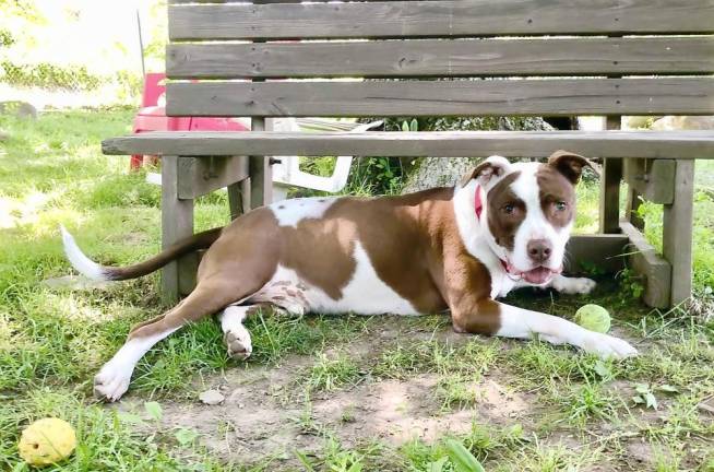 A dog who spent some time at the West Milford Animal Shelter.