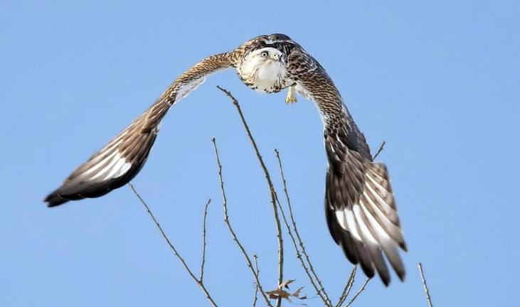 A Rough-legged Hawk takes flight from the very top branches of a tree along Glenwood Road in Warwick. These hawks hunt for mice and voles in the Black Dirt flatlands, the same food source consumed by the year-round Red-Tailed Hawks, American Kestrels, Northern Harriers and Short Eared Owls. The Rough-legged Hawk, whose wingspan averages 52 inches, will return back to the arctic tundra where it spends the summer capturing lemmings and tending to their cliff isle nests. Photos by Robert G. Breese.