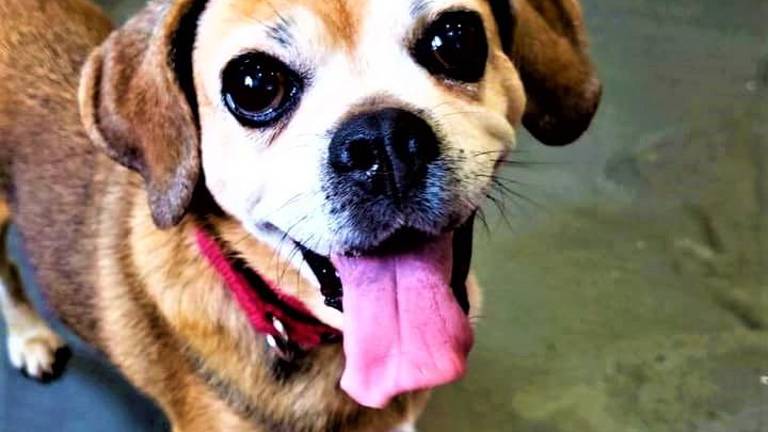 Pet of the Week: A 'Penny' for your thoughts on adopting Pet of the Week: A 'Penny' for your thoughts on adopting