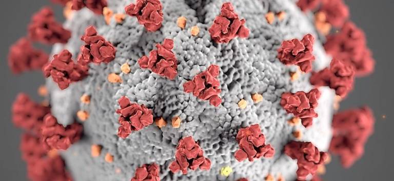 The original COVID-19 virus. Photo by CDC from Pexels.