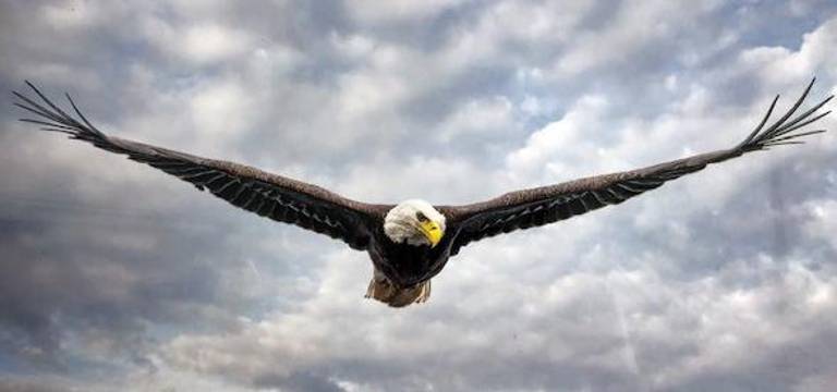 This is one of two photographs of resident eagles that were donated by local artist Bruce Schenk to the Upper Greenwood Lake Property Owners Association.