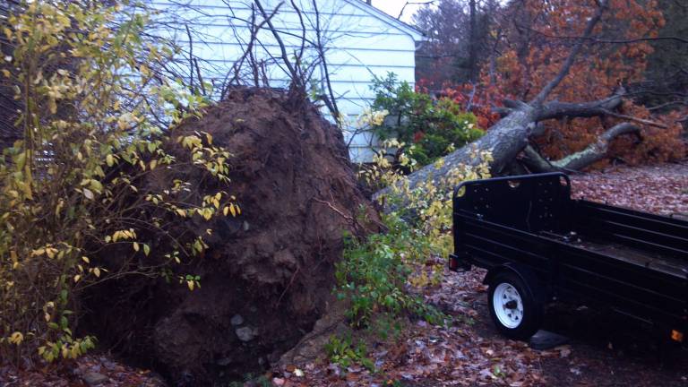 Sandy devastates New Jersey Photo by Patricia Keller Trees were uprooted throughout the township, falling on power lines, cars, and houses, some blocking passage to roads.