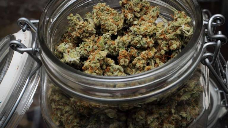 Marijuana is not benign, addiction expert says Marijuana is not benign, addiction expert says