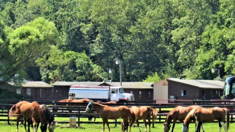 Council will not change horse laws Council will not change horse laws