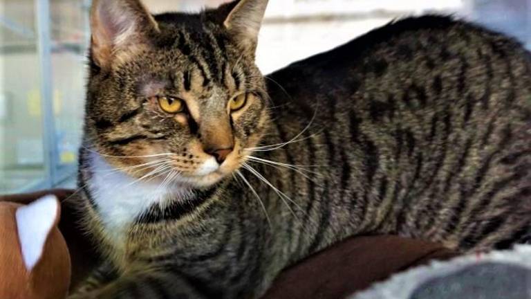 Pet of the Week: ‘Diesel’ can purr like an engine Pet of the Week: ‘Diesel’ can purr like an engine