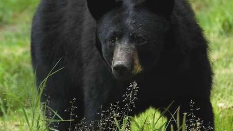Sierra Club: ‘Bear hunt not needed’ Sierra Club: ‘Bear hunt not needed’