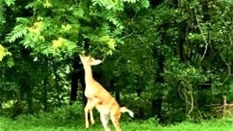 Hungry buck Hungry buck