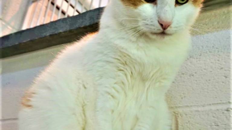 Pet of the Week: 'Smithers' wants a loving, loyal boss Pet of the Week: 'Smithers' wants a loving, loyal boss