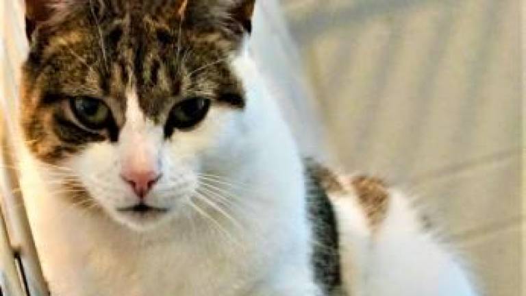 Pet of the Week: 'Ally' cat wants to dance in a new home Pet of the Week: 'Ally' cat wants to dance in a new home