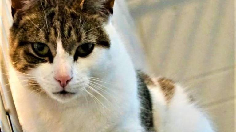 Pet of the Week: 'Ally' cat wants to dance in a new home Pet of the Week: 'Ally' cat wants to dance in a new home