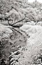 George Aronson's infrared photo Great Swamp, Passaic River, winning art from a Highlands Juried Art Exhibit.