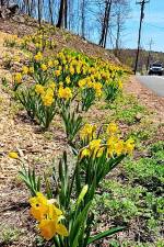 Daffofils are blooming by Hazelman Farms on lower Macopin Road. Last fall, Rocky Hazelman planted more than 11,000 bulbs along the cleared roadside as part of his effort to beautify the terrain and make the farm more environmentally friendly. (Photo by Rich Adamonis)