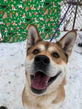 Dog of the Week: Bubba