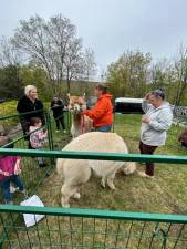 Alpacas from Humor Me Farm visit the Penta School Montessori Academy in West Milford. (Photos provided)