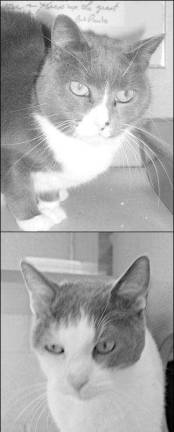 Pita and Ziggy  friends forever