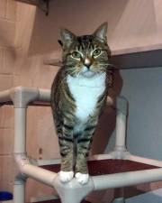 'Houdini' is available for adoption at the West Milford Animal Shelter. submitted photo