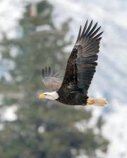 More than 40 years after facing near-extinction, New Jersey’s bald eagle population is soaring. Photo by Frank Cone from Pexels.