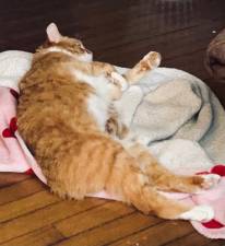 Simba is a therapy cat who helps ease angst and is a calming spirit for the Back on Track mentoring agency. He was adopted from Father John’s Animal House nine years ago and is one of thousands of adoptions the shelter has facilitated.