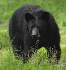 File photo Some 36 bears were killed on the first day of hunting season Oct. 8.