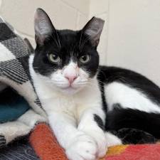 Meet Sylvester