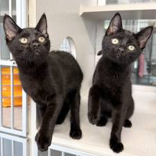 Meet Brie &amp; Bennett