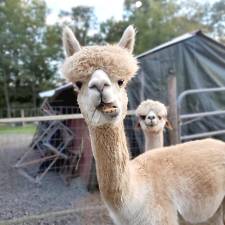 Ukulele the alpaca.