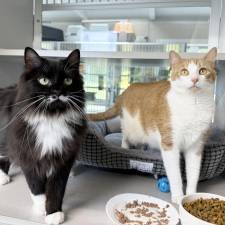 Meet Ginger &amp; Boots