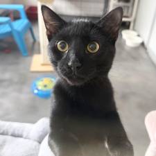 Simon