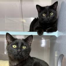 Meet Maverick &amp; Misha