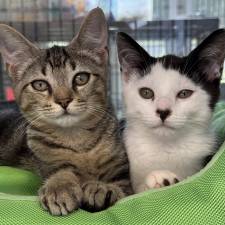 Meet Isaac &amp; Nolan