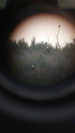 Eagles through a scope.