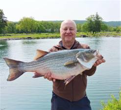 Jim Piascik holds the hybrid striped bass, weighing 17 pounds, 12 ounces, that he caught in Monksville Reservoir. It set a new state record. (Photo courtesy of New Jersey Division of Fish and Wildlife)
